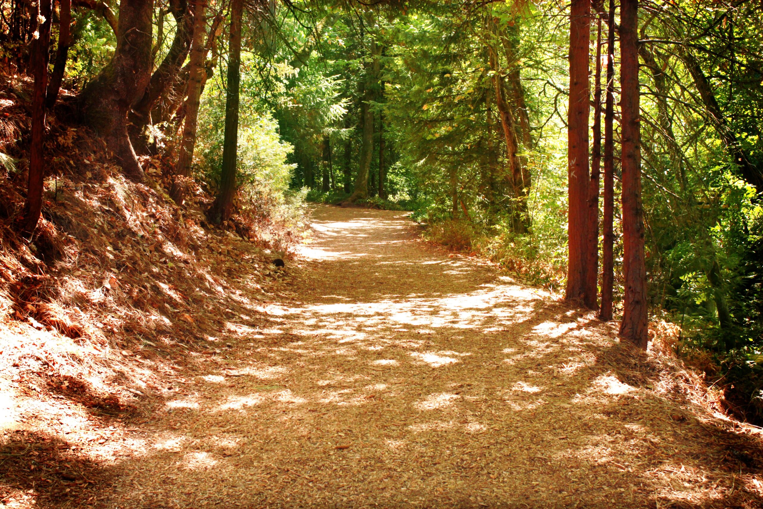 Path in the Woods Christian Stock Photos